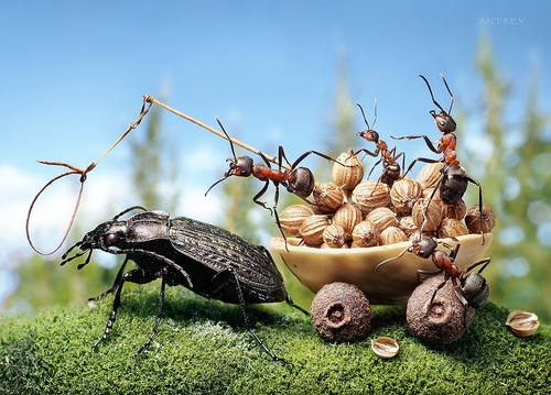 00-Andrey-Pavlov-Photographs-of-Ants-an-Affordable-Journey-to-a-Parallel-World