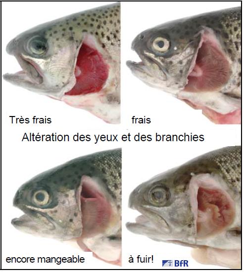 barème simple d’inspection du poisson Etiquetage+poisson+frais+image+fraicheur+signes+caracteristiques