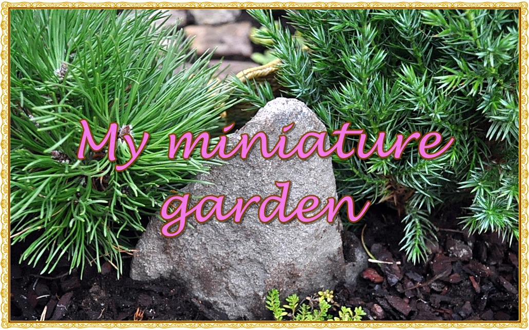 Minipuutarhani - My miniature garden