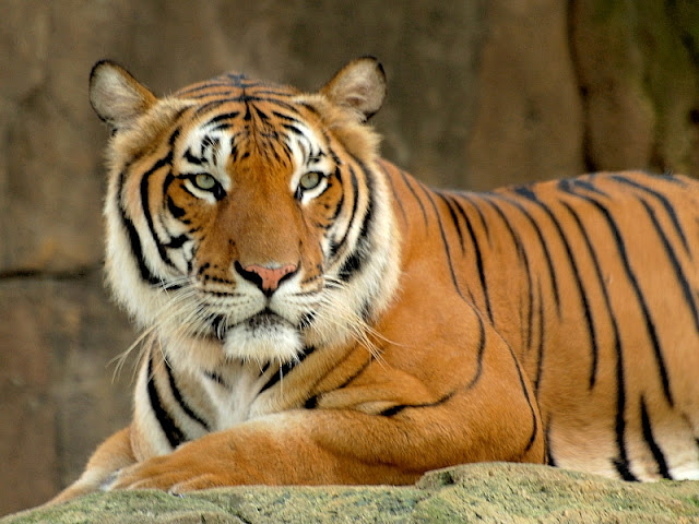 Malaysian Tiger | The Biggest Animals Kingdom