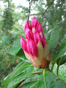 Hot Pink Rhododendron Bud (hot pink rhododendron)