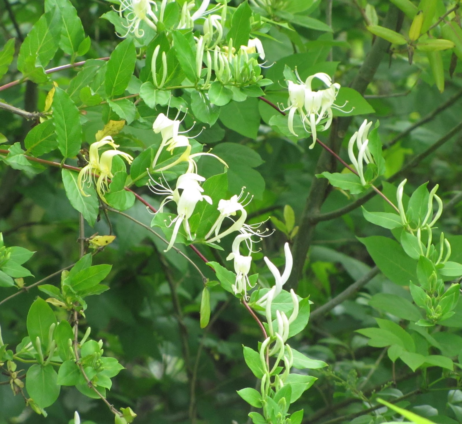 The Scent of Honeysuckle