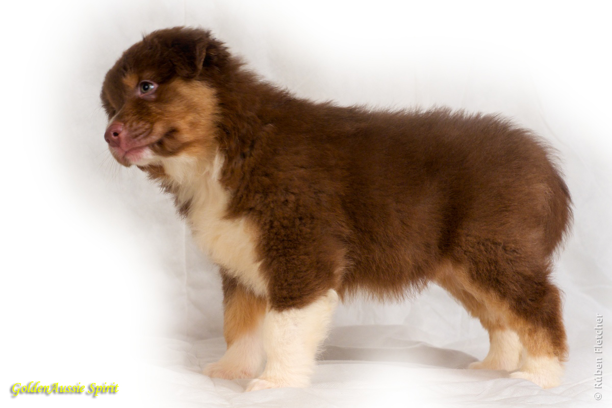 australian shepherd or golden retriever casa calado english australian shepherd and golden retriever australian shepherd or golden retriever casa calado english australian shepherd and golden retriever