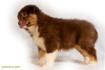 tri-red australian shepherd puppy tri-red australian shepherd puppy