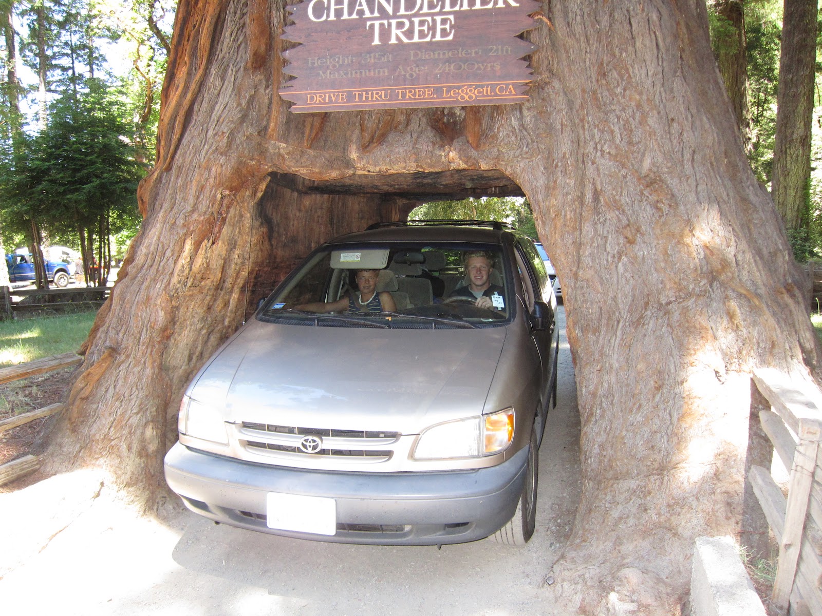 Redwood Trees In California Drive Through