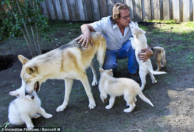 alaskan timber wolf dog