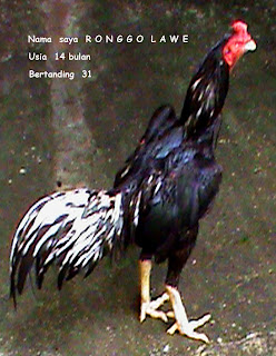 Jual Ayam Bangkok Breed GOOd Quality - Wirausaha Budidaya Ayam bangkok