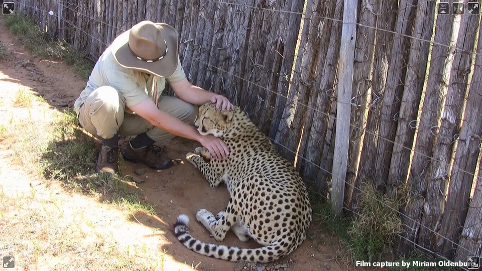 RETRO KIMMER'S BLOG DO BIG CATS PURR AND LOVE BOXES??