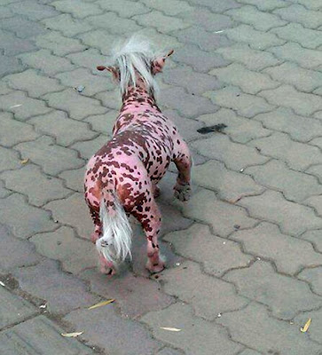 Inikah Anjing Hasil Eksperimen Genetik