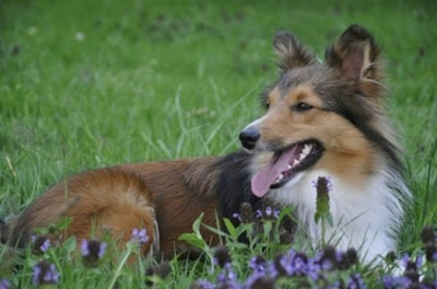 Awesome animals pictures