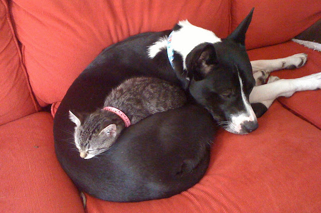 35 pictures of cats and dogs get along, cats and dogs pictures, cats and dogs are friends