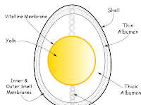 Egg Diagram Egg Diagram