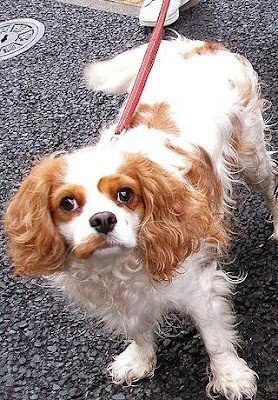 st charles puppy cavalier king charles spaniel the retriever wildlife breeds picture st charles puppy cavalier king charles spaniel the retriever wildlife breeds picture