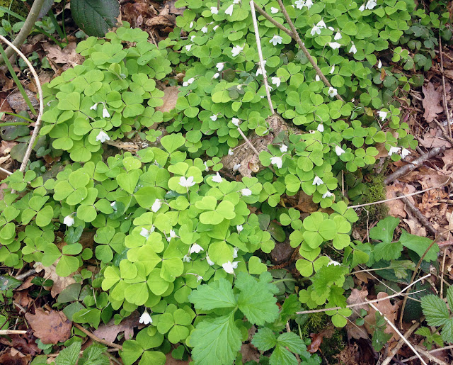 Wood Sorrel, Oxalis axetosella. Orpington Field Club outing to Crofton Heath and nearby woods on 7 April 2012. Wood Sorrel, Oxalis axetosella. Orpington Field Club outing to Crofton Heath and nearby woods on 7 April 2012.
