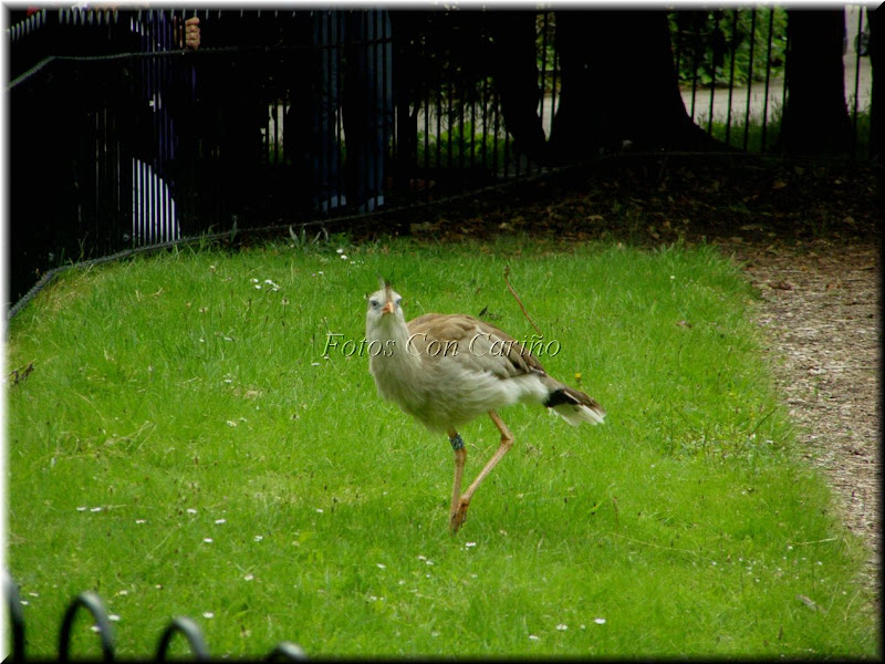 Ubicación: Zoológico de Londres, Regent's Park, Londres NW1 4RY title=