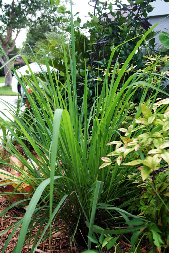 The Rainforest Garden All About Lemongrass