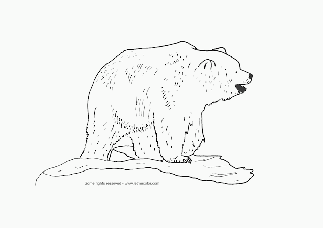 Coloriage ours : imprimer dessin ours a colorier