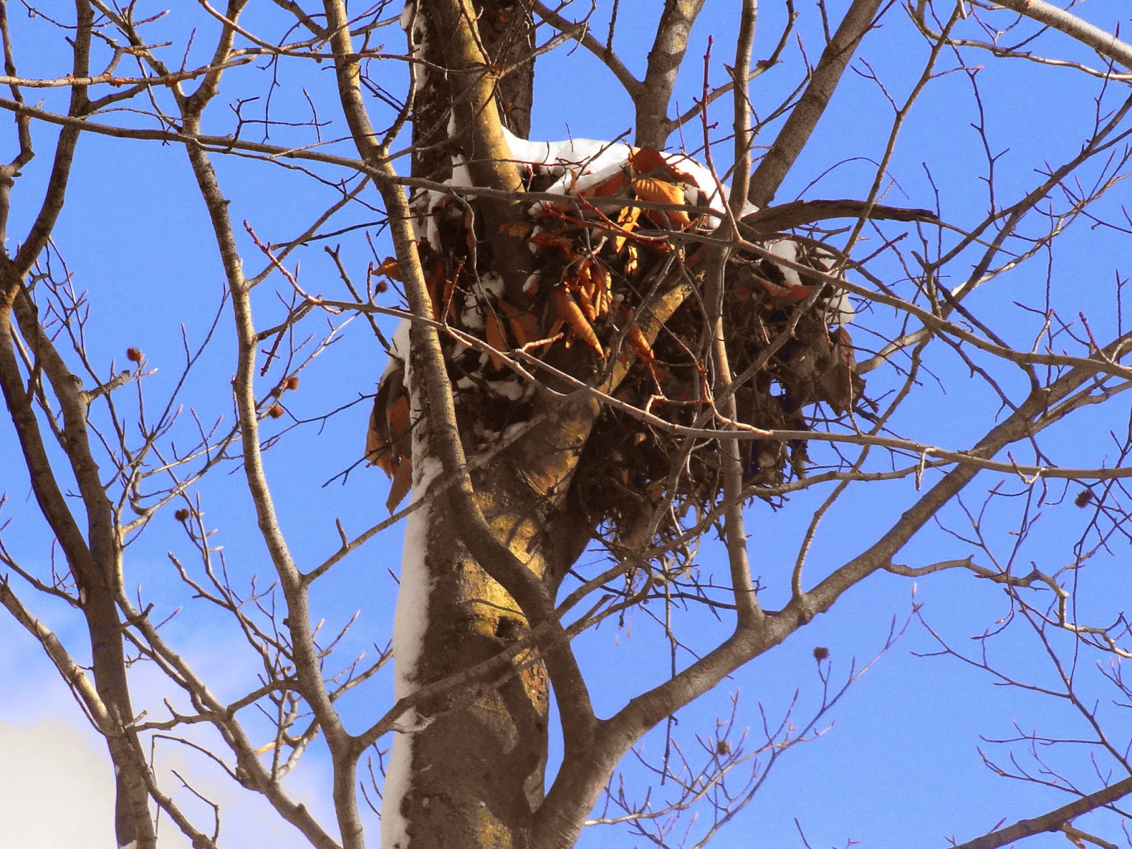 Janie's Pocono Mountain Garden The Beauty Of Late Winter