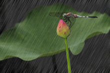 dragonfly in rain