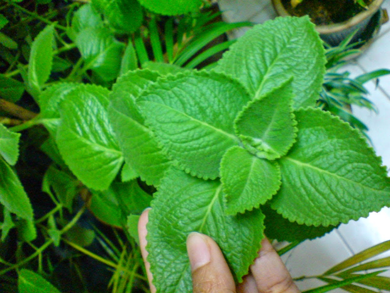 Khasiat Daun Oregano