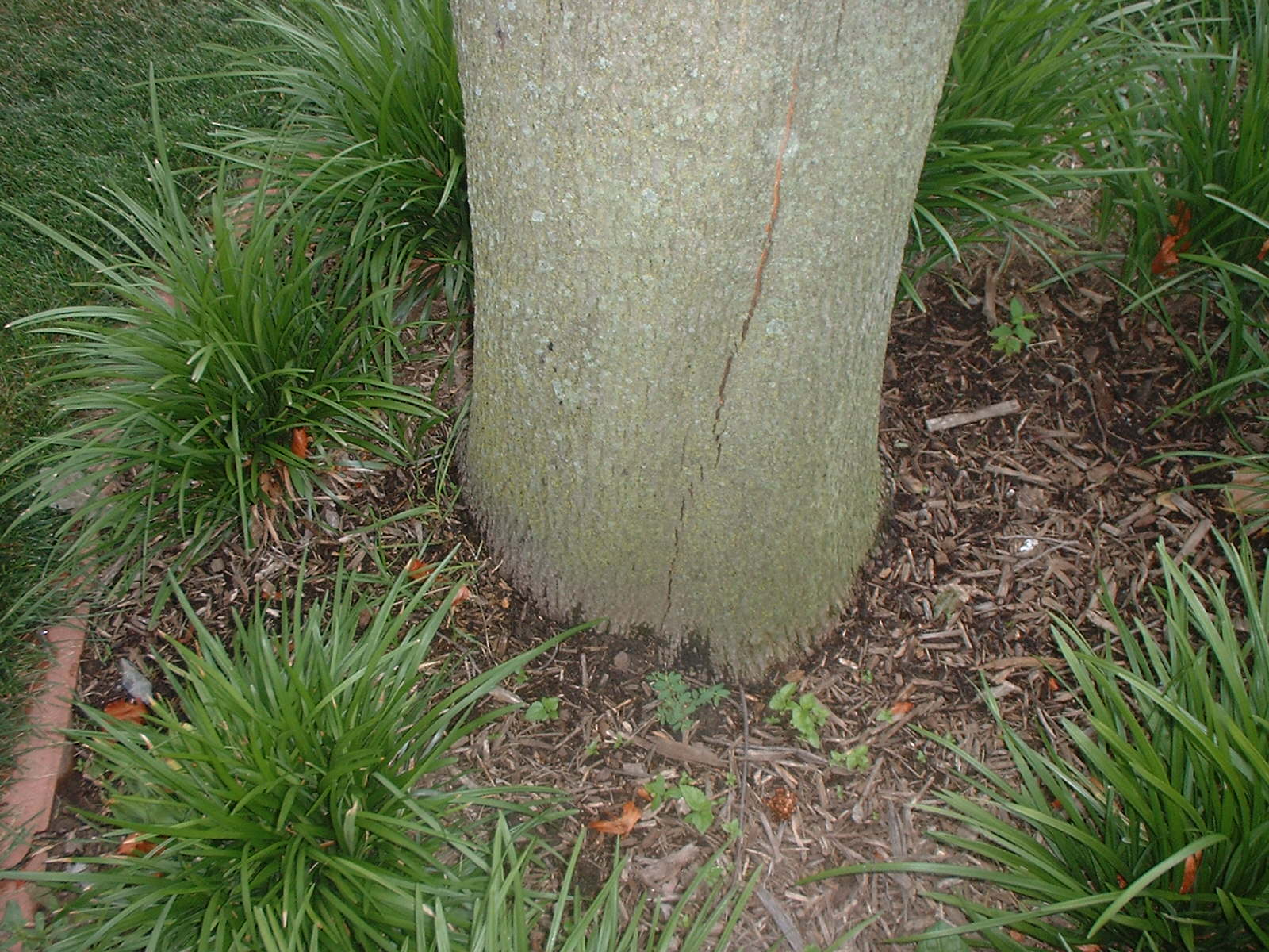 University of Illinois Plant Clinic Why did my maple die so suddenly?