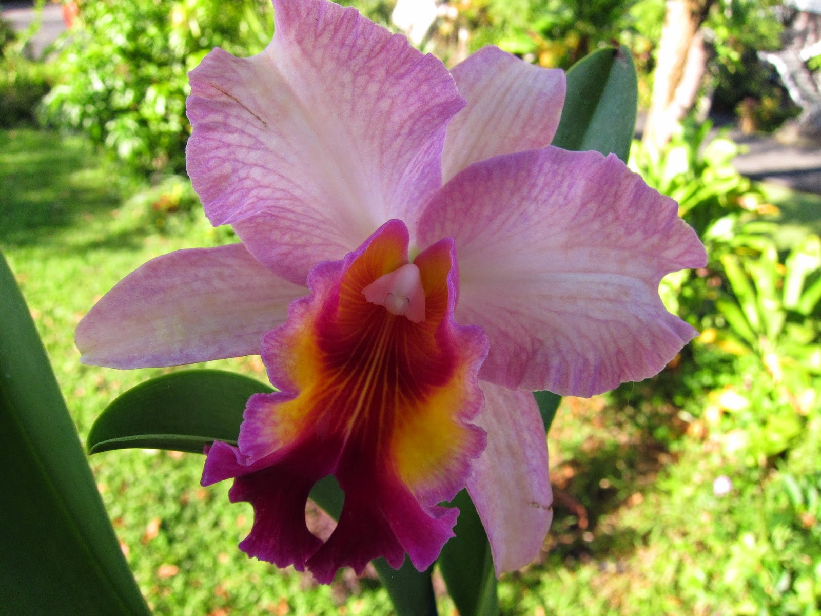 Tropical Synapses Color Changing Cattelya Orchids