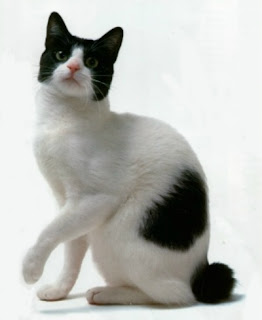 Japanese Bobtail Cat Pictures