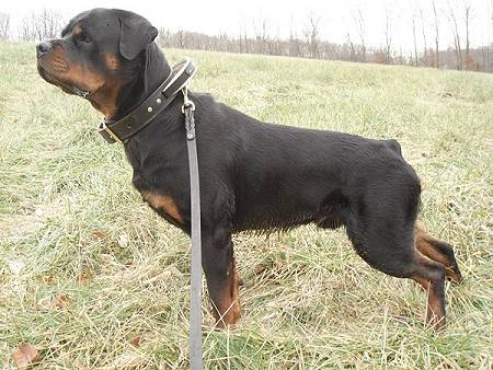 rottweiler collars