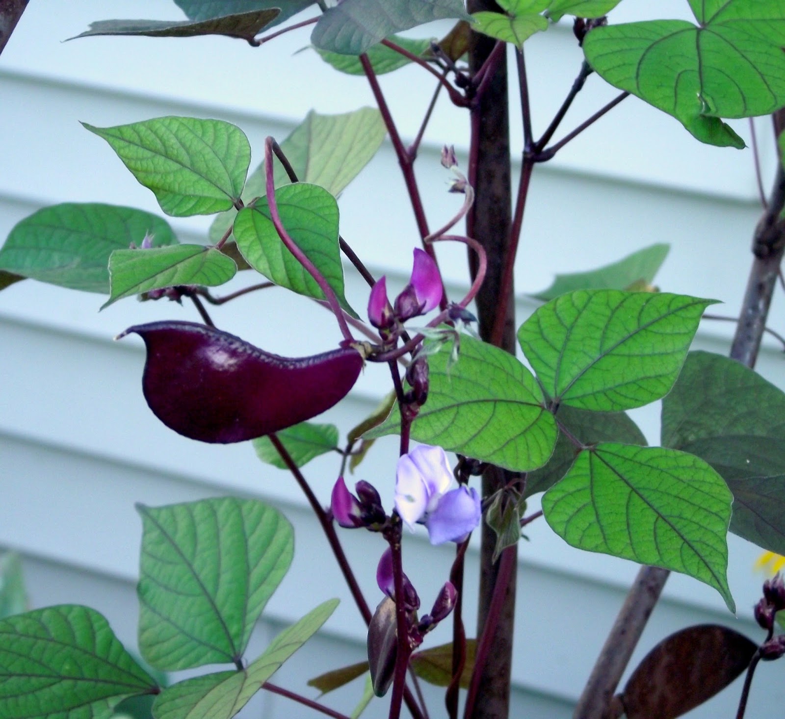 Never Enough Time Purple Hyacinth Bean