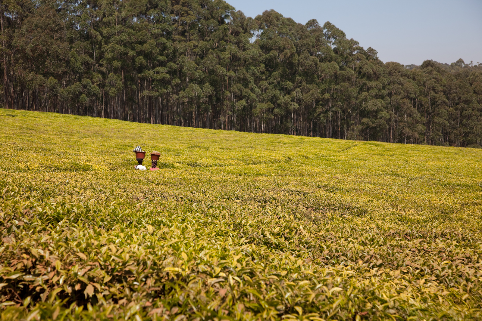 Clodo Africa Cameroun