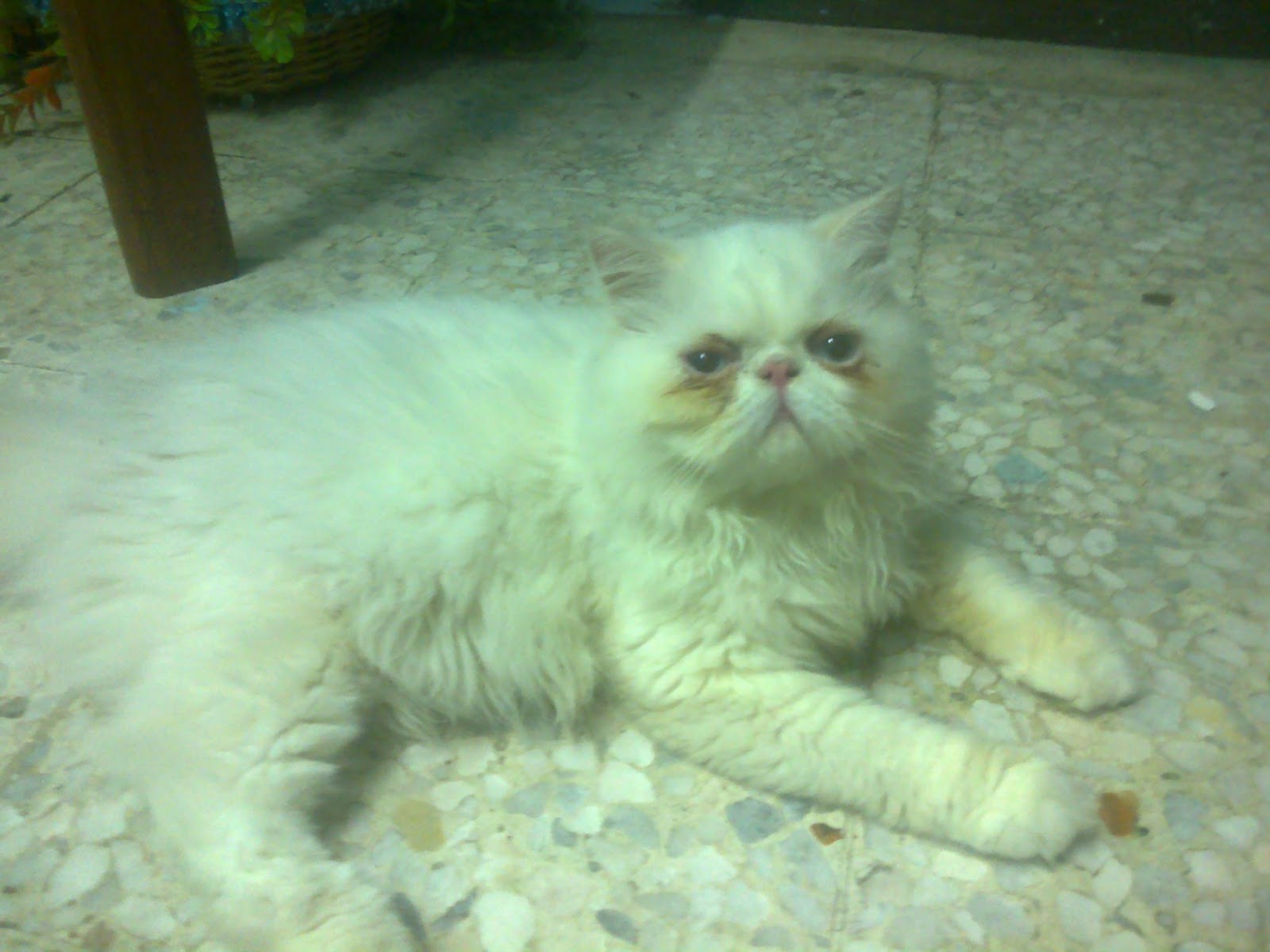 kucing parsi flatface highnose kucing parsi flatface highnose