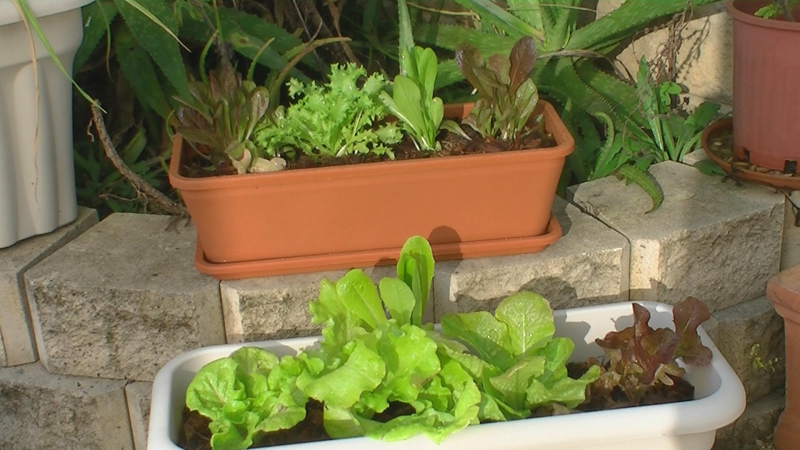 Vegetable Garden for the World Growing Lettuce in PotsA