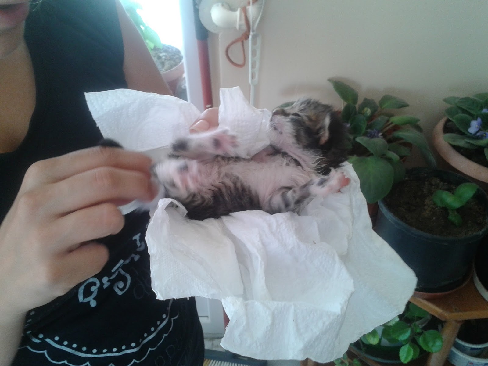 Hayatın her vesileyle kendi elleriyle kedi kulağı nasıl yapılır Hayatın her vesileyle kendi elleriyle kedi kulağı nasıl yapılır