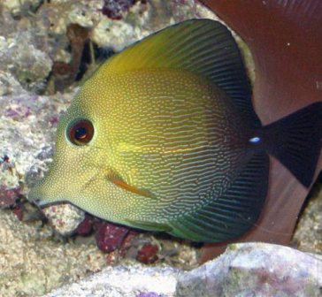 Ikan Hias 2012