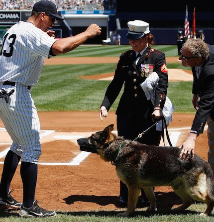 Yankees Honor Camp Pendleton Military Dog Sgt. Rex (Video)