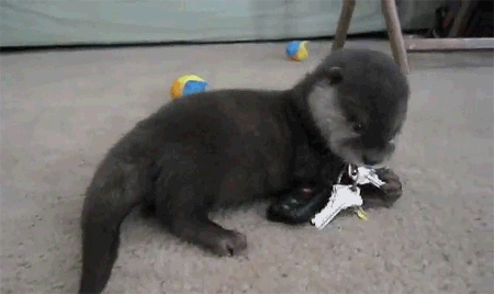 funny animal gifs, baby otter playing with keys