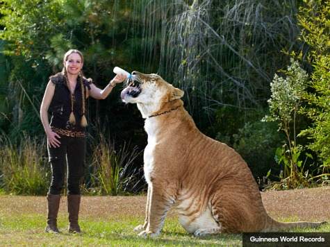 Cfz Daily News South Carolina Liger Named World S
