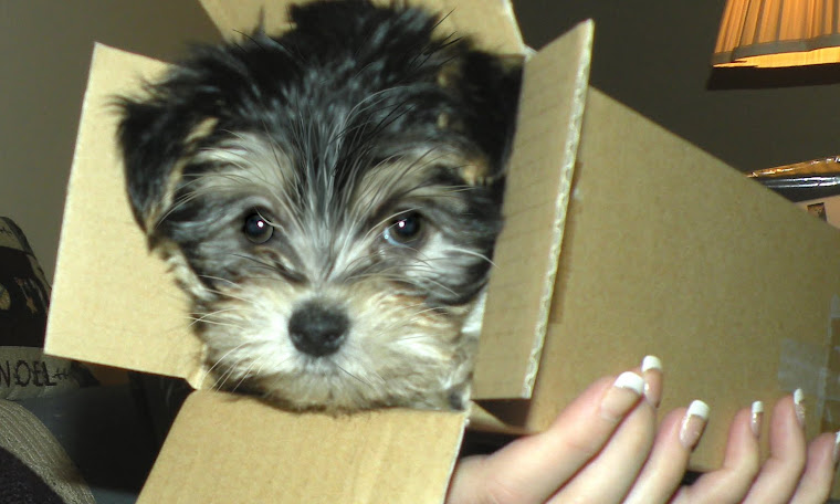 Boxed Puppy!
