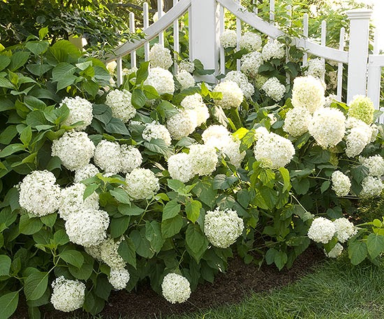 Planting Limelight Hydrangeas And Why They Are My Favorite