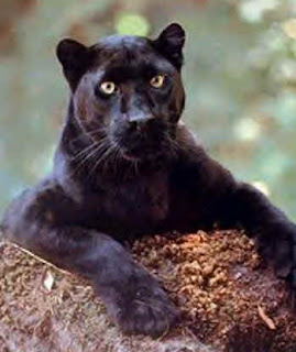 Paka jungle Black+panther+.www.crepture.com+%25282%2529