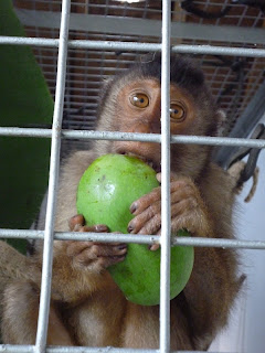 Virgo the macaque in quarantine