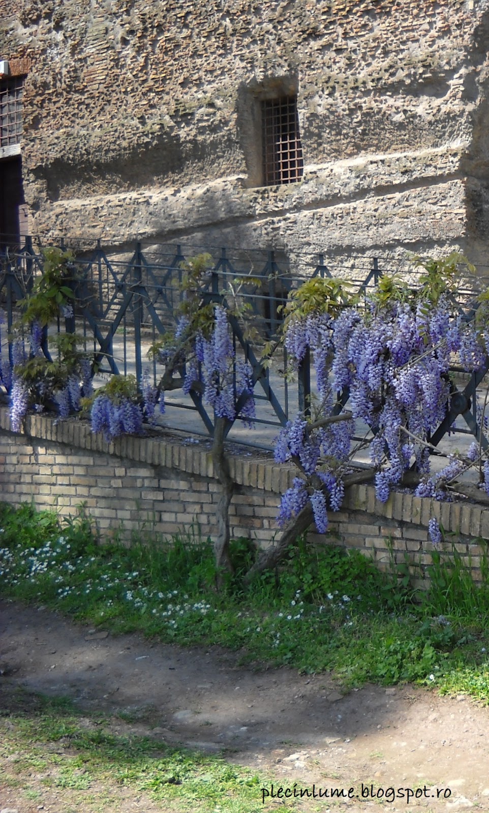 Ciorchini de flori Ciorchini de flori