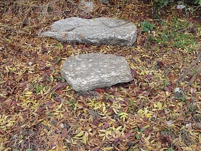 Jardinería Plantae: ¿Recoger hojas en otoño?