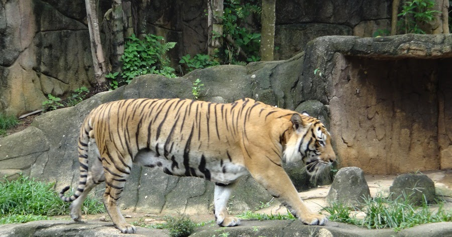 Malayan Tiger