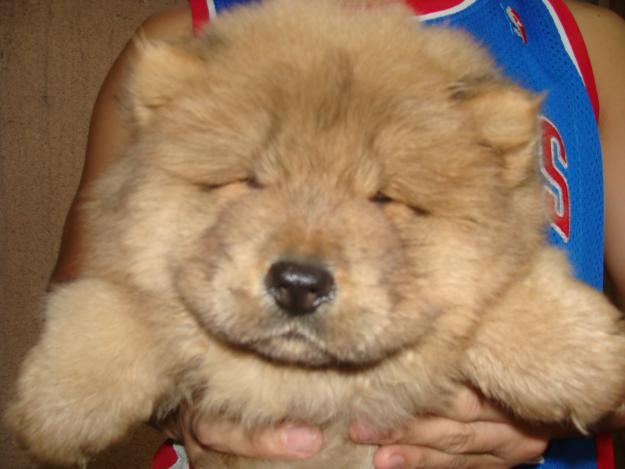 Cute Chow Chow