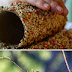 Toilet paper roll bird feeder