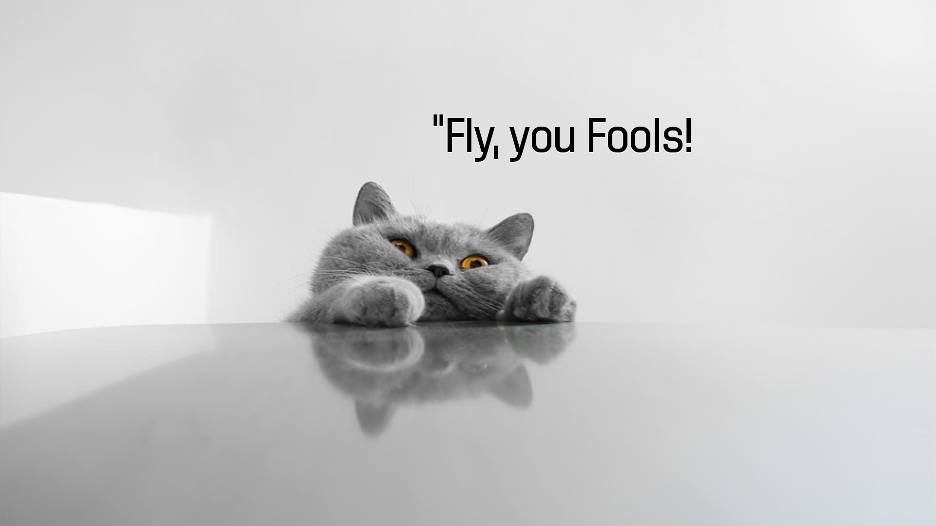 fly-you-fools-funny-full-hd-wallpaper-ca