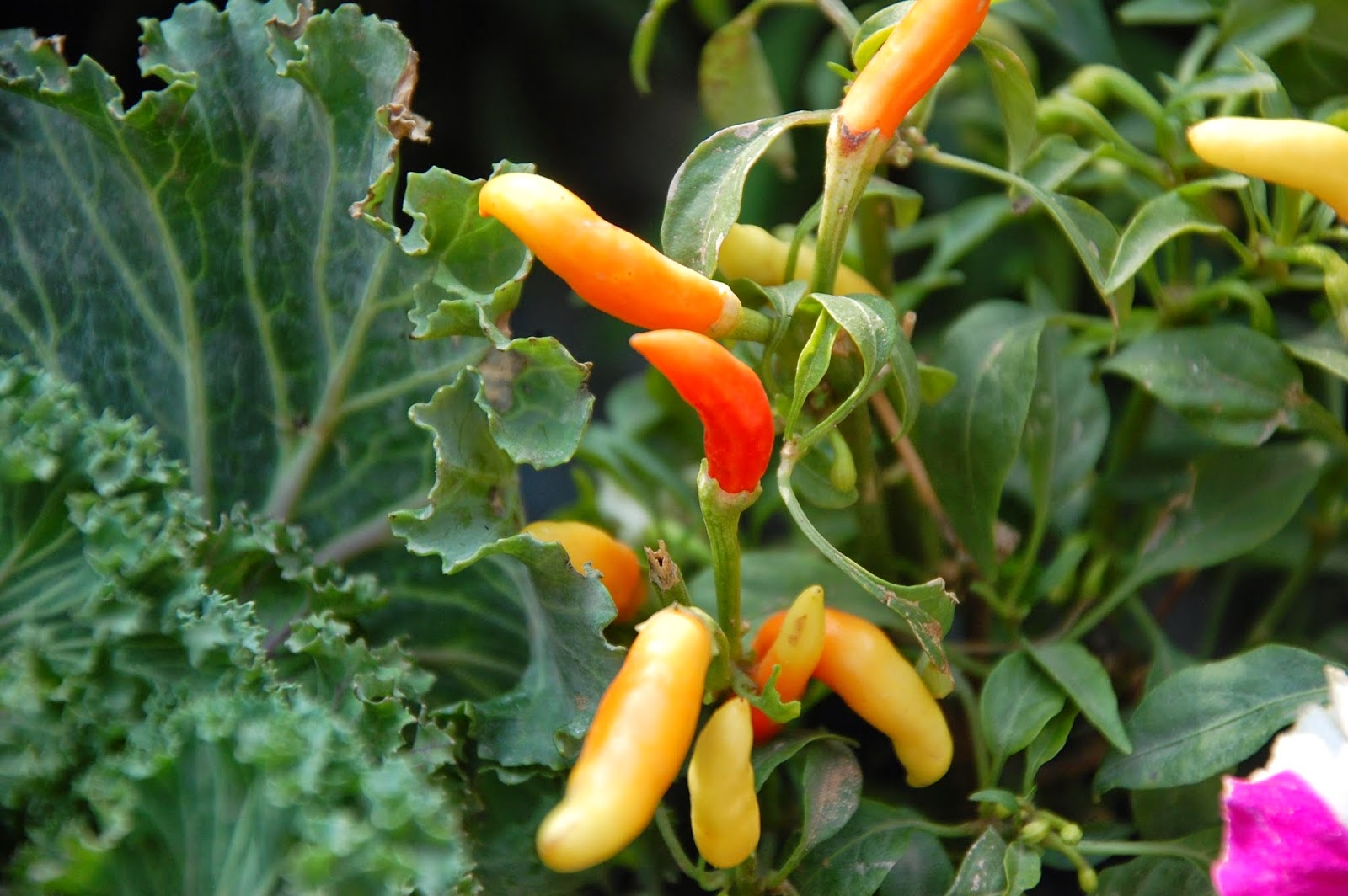Gram's Gardens Companion Planting Chili Peppers