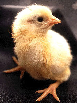 from egg to chick, egg to chick progress, amazing creature, process from egg to chick, egg to chicken,egg hatching process