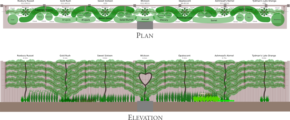 Best Tree For Backyard